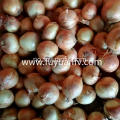 Engros New Crop Yellow Onion